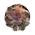 https://bo.cactijardins.com/FileUploads/produtos/as-nossas-plantas/echeveria/cactijardins_echeveria_rainbow_ref_2_thumb.jpg