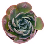 https://bo.cactijardins.com/FileUploads/produtos/as-nossas-plantas/echeveria/cactijardins_echeveria_raindrops_ref2434_thumb.jpg
