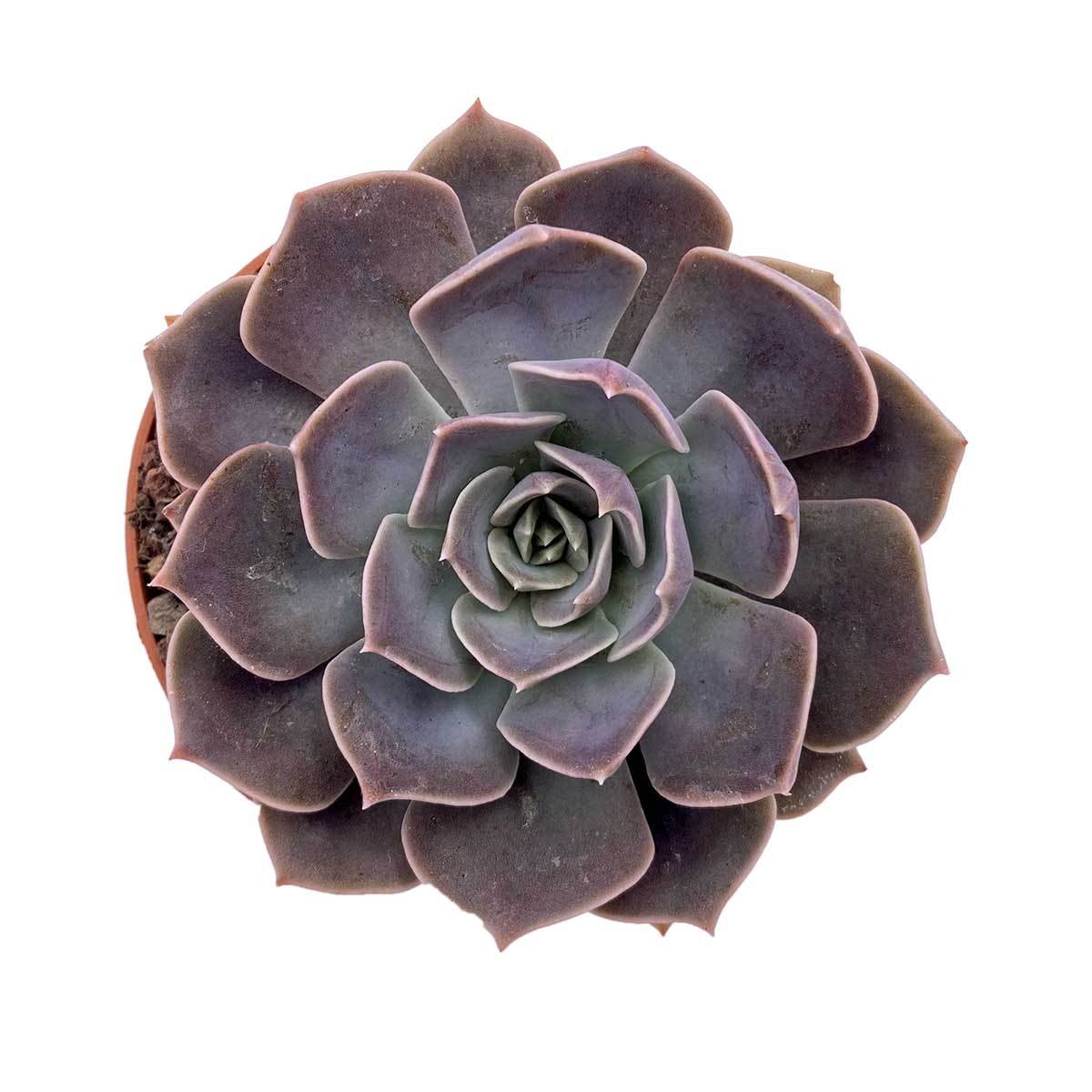 https://bo.cactijardins.com/FileUploads/produtos/as-nossas-plantas/echeveria/cactijardins_echeveria_rob_roy_ref1314.jpg