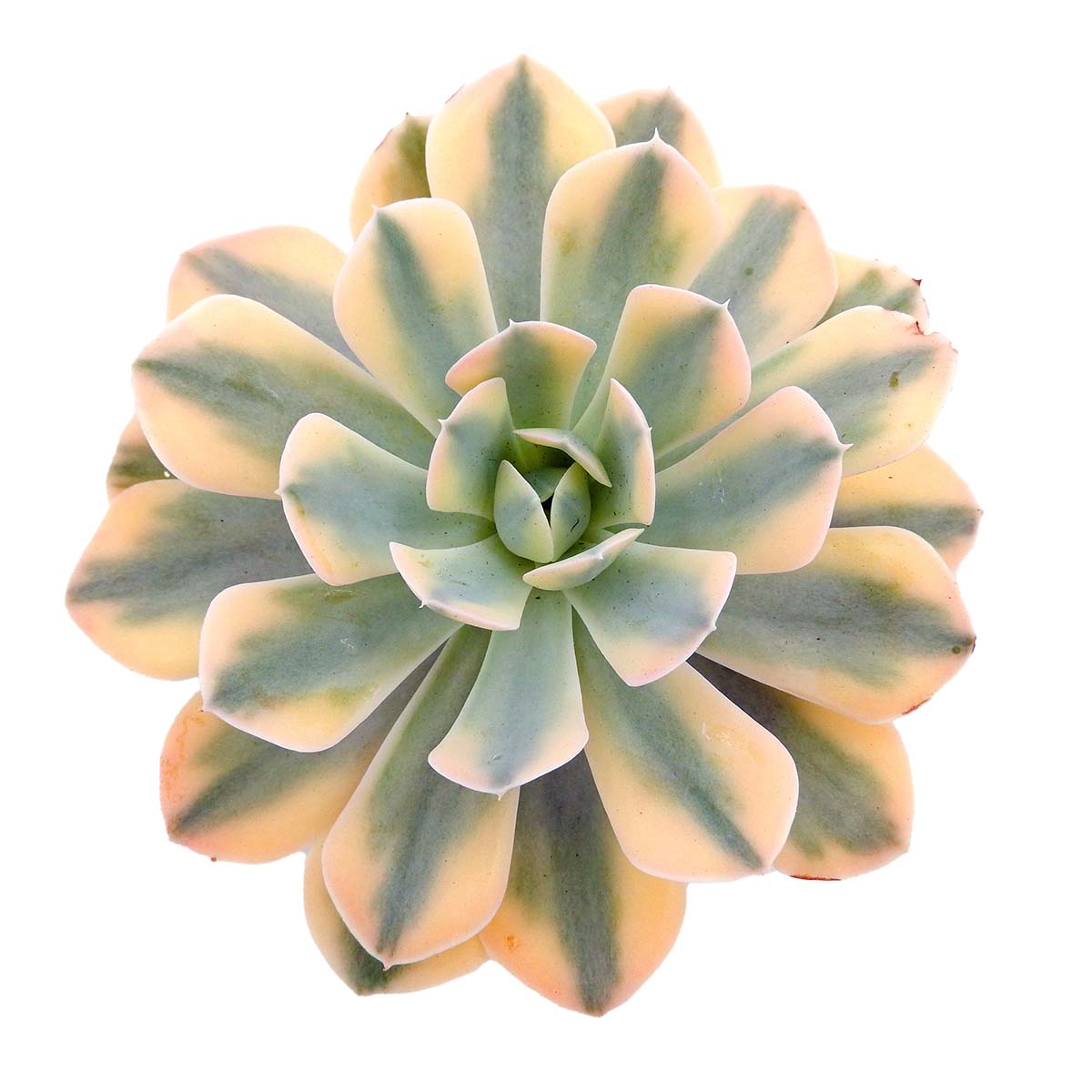 https://bo.cactijardins.com/FileUploads/produtos/as-nossas-plantas/echeveria/cactijardins_echeveria_runyonii_variegata_akaihosi_ref4196.jpg