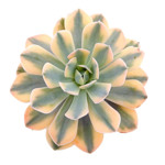 https://bo.cactijardins.com/FileUploads/produtos/as-nossas-plantas/echeveria/cactijardins_echeveria_runyonii_variegata_akaihosi_ref4196_thumb.jpg