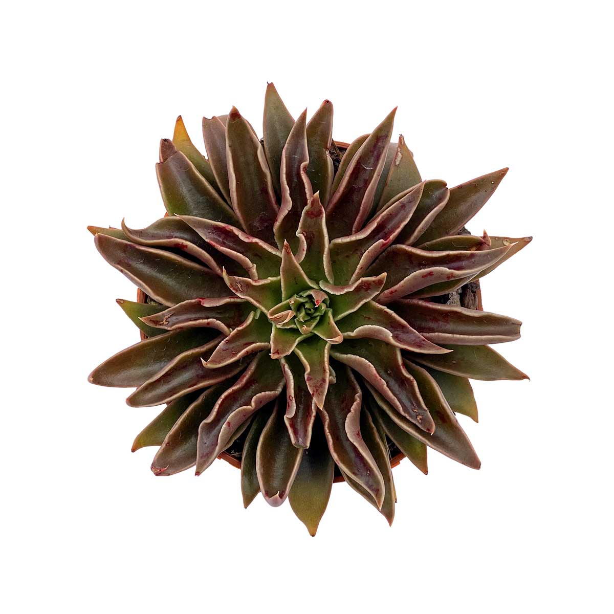 https://bo.cactijardins.com/FileUploads/produtos/as-nossas-plantas/echeveria/cactijardins_echeveria_sabre_wolf_ref3551.jpg