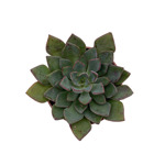 https://bo.cactijardins.com/FileUploads/produtos/as-nossas-plantas/echeveria/cactijardins_echeveria_salsa_verde_ref2575_thumb.jpg