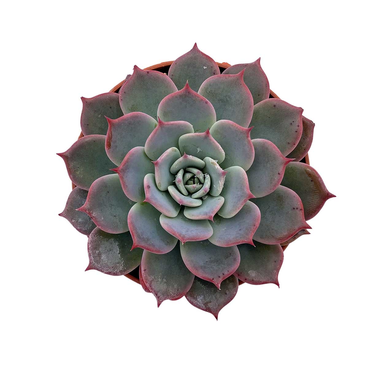 https://bo.cactijardins.com/FileUploads/produtos/as-nossas-plantas/echeveria/cactijardins_echeveria_secunda_azulita_ref1745.jpg