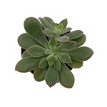 Echeveria Sortilège