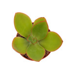 https://bo.cactijardins.com/FileUploads/produtos/as-nossas-plantas/echeveria/cactijardins_echeveria_subrigida_ref964_thumb.jpg