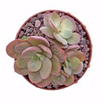https://bo.cactijardins.com/FileUploads/produtos/as-nossas-plantas/echeveria/cactijardins_echeveria_suyon_ref3531_2_thumb.jpg