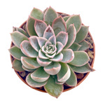 https://bo.cactijardins.com/FileUploads/produtos/as-nossas-plantas/echeveria/cactijardins_echeveria_violet_queen_ref1321_thumb.jpg