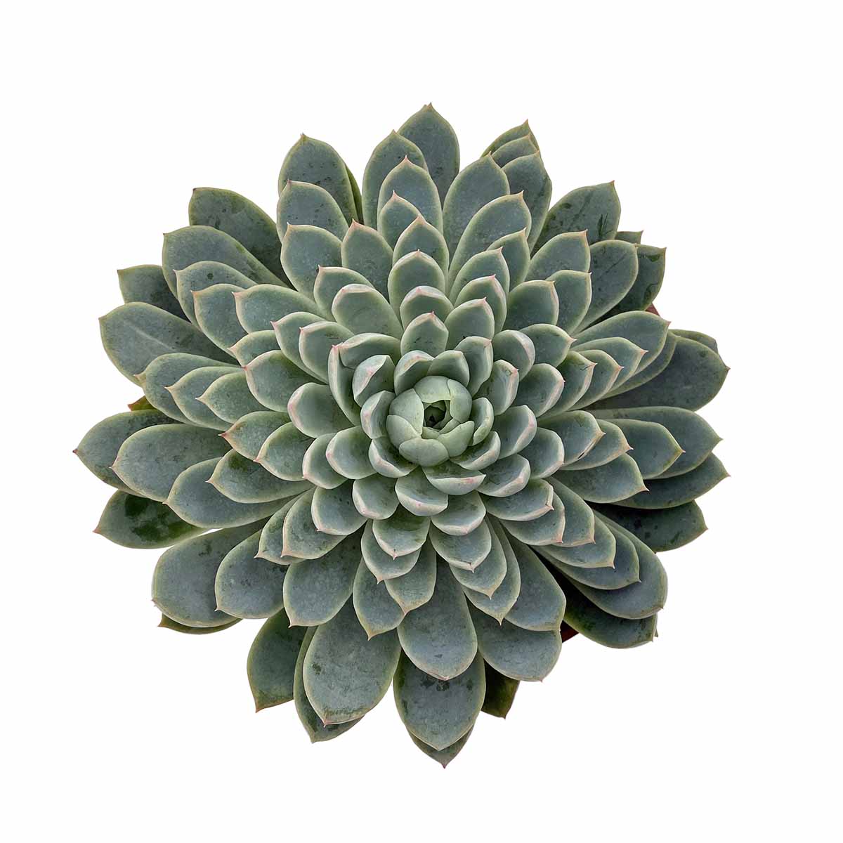 https://bo.cactijardins.com/FileUploads/produtos/as-nossas-plantas/echeveria/cactijardins_echeveria_violet_queen_ref2407.jpg