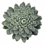 https://bo.cactijardins.com/FileUploads/produtos/as-nossas-plantas/echeveria/cactijardins_echeveria_violet_queen_ref2407_03krw0dw_thumb.jpg