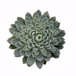 https://bo.cactijardins.com/FileUploads/produtos/as-nossas-plantas/echeveria/cactijardins_echeveria_violet_queen_ref2407_thumb.jpg