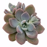 https://bo.cactijardins.com/FileUploads/produtos/as-nossas-plantas/echeveria/cactijardins_graptoveria_graine_de_jour_ref3724_thumb.jpg