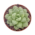 https://bo.cactijardins.com/FileUploads/produtos/as-nossas-plantas/echeveria/cactijardins_van_keppel_2_thumb.jpg