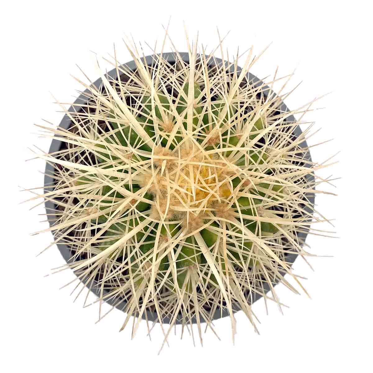 https://bo.cactijardins.com/FileUploads/produtos/as-nossas-plantas/echinocactus/cactijardins_echinocactus_grusonii_ref3286.jpg