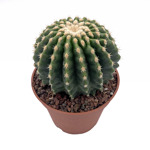 https://bo.cactijardins.com/FileUploads/produtos/as-nossas-plantas/echinocactus/cactijardins_echinocactus_grusonii_var_brevispinus_ref1991_thumb.jpg