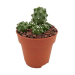 https://bo.cactijardins.com/FileUploads/produtos/as-nossas-plantas/echinocereus/cactijardins_echinocereus_triglochidiatus_inermis_ref878_2_thumb.jpg