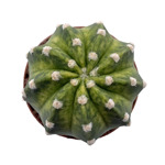 Echinopsis subdenuata f. variegata 03