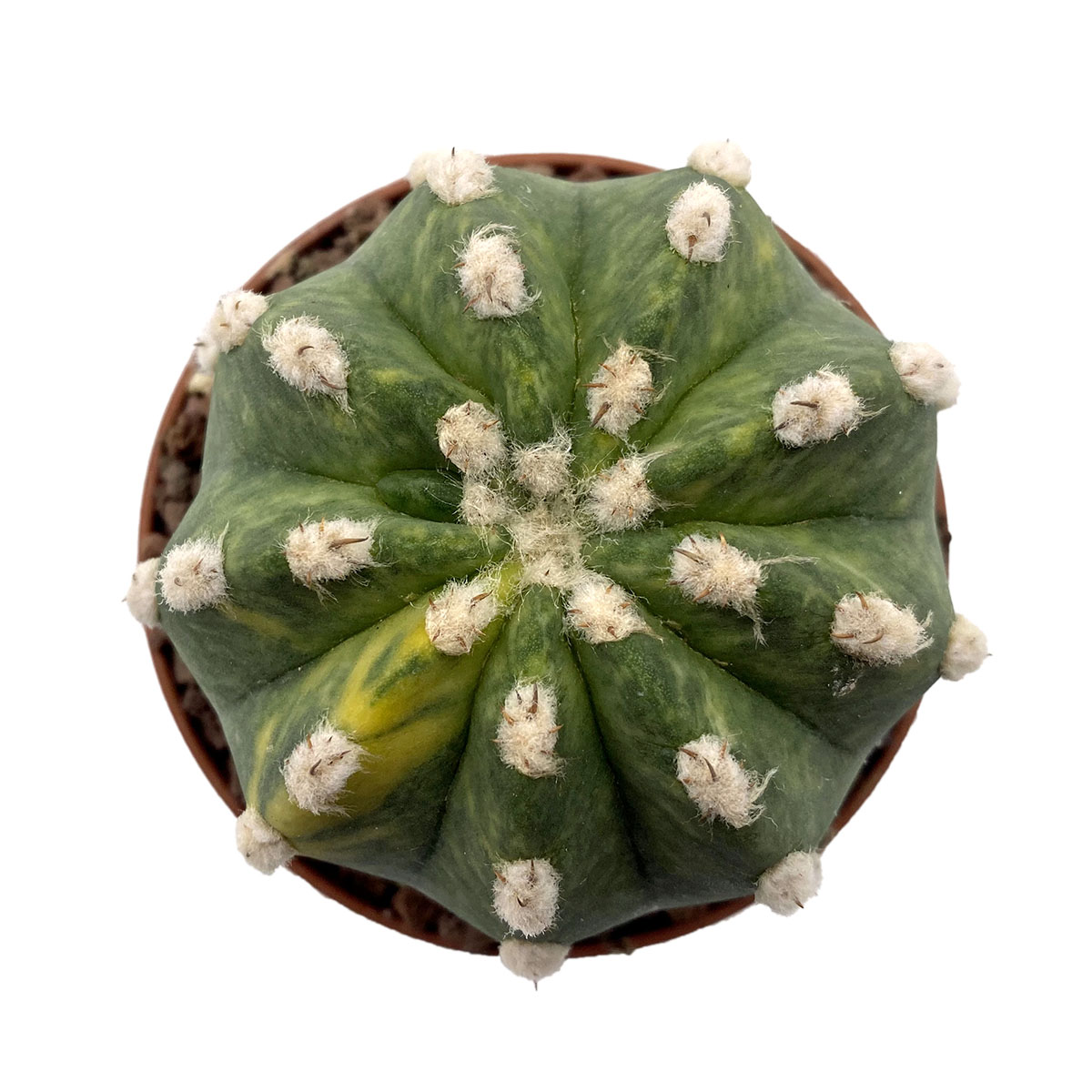 https://bo.cactijardins.com/FileUploads/produtos/as-nossas-plantas/echinopsis/cactijardins_echinopsis_subdenuata_variegata_ref2064_5.jpg