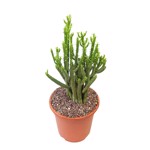 https://bo.cactijardins.com/FileUploads/produtos/as-nossas-plantas/euphorbia/cactijardins_euphorbia_alluaudi_ref4232_thumb.jpg