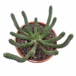 https://bo.cactijardins.com/FileUploads/produtos/as-nossas-plantas/euphorbia/cactijardins_euphorbia_inermis_ref3678_thumb.jpg