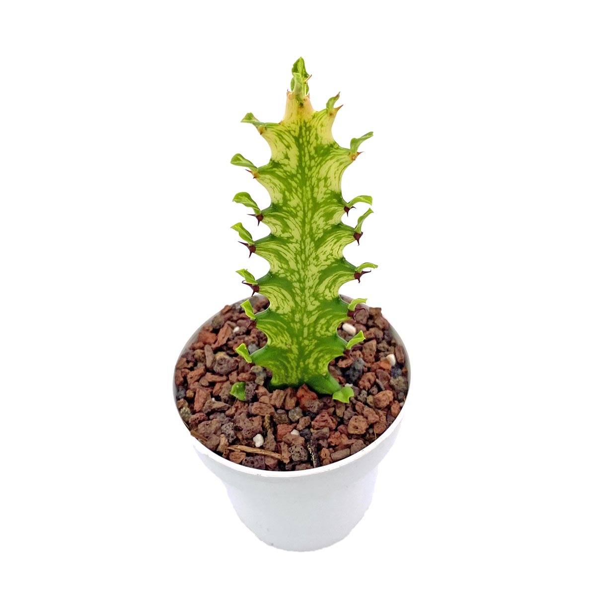 https://bo.cactijardins.com/FileUploads/produtos/as-nossas-plantas/euphorbia/cactijardins_euphorbia_trigona_variegata_cv_mint_cream_ref3813.jpg