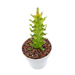 Euphorbia trigona variegata cv 