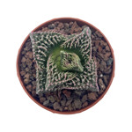 Faucaria hybrid Pink selection