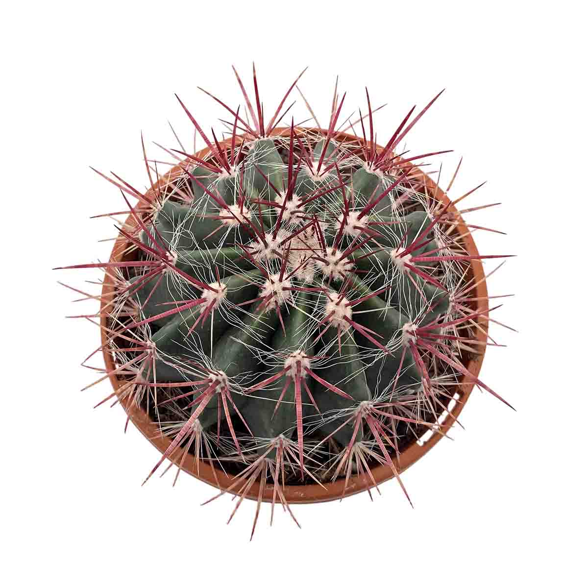 https://bo.cactijardins.com/FileUploads/produtos/as-nossas-plantas/ferocactus/cactijardins_ferocactus_horridus_ref3578.jpg