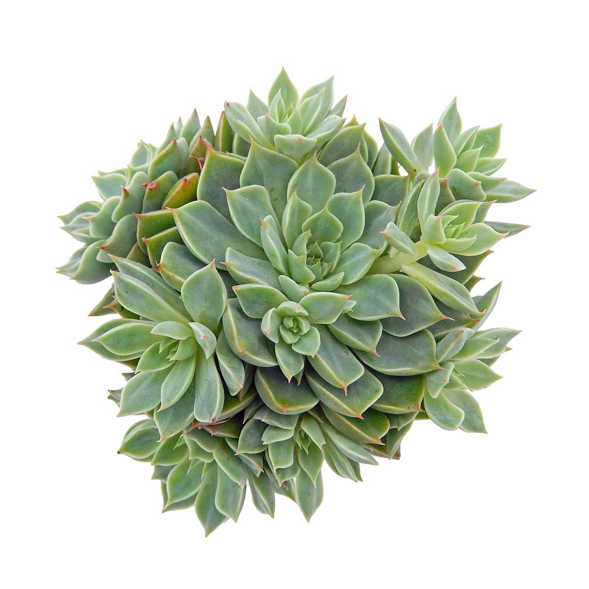 https://bo.cactijardins.com/FileUploads/produtos/as-nossas-plantas/graptopetalum/cactijardins_graptopetalum_altair_ref4211.jpg