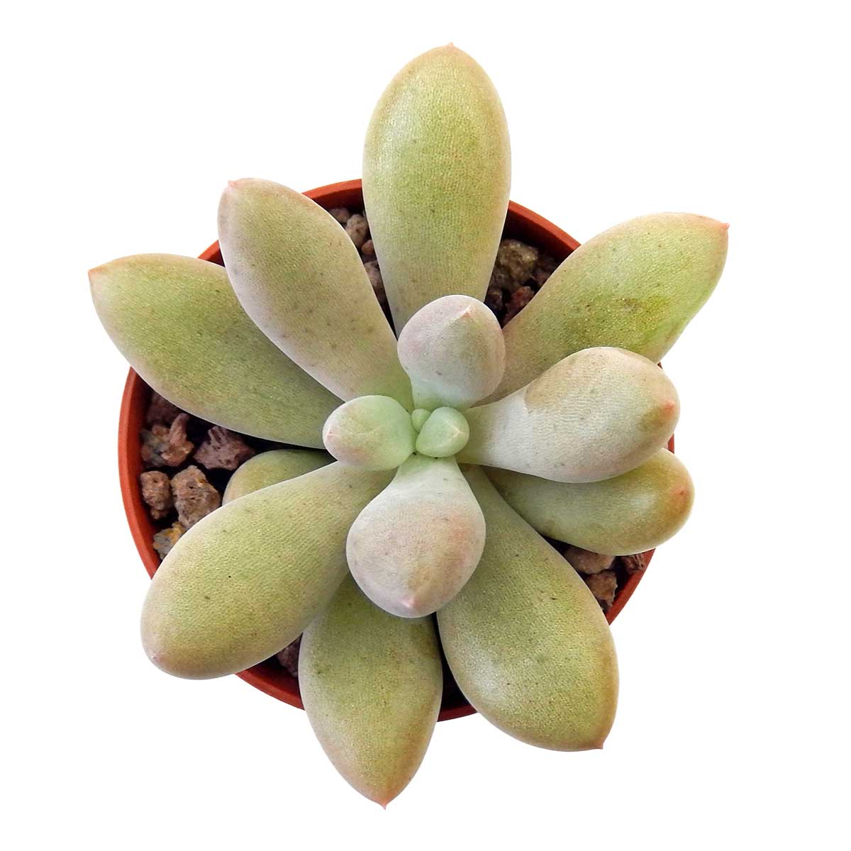 https://bo.cactijardins.com/FileUploads/produtos/as-nossas-plantas/graptopetalum/cactijardins_graptopetalum_amethystinum_x_tolimanensis_ref4266.jpg