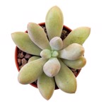 https://bo.cactijardins.com/FileUploads/produtos/as-nossas-plantas/graptopetalum/cactijardins_graptopetalum_amethystinum_x_tolimanensis_ref4266_thumb.jpg