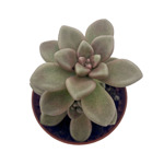 https://bo.cactijardins.com/FileUploads/produtos/as-nossas-plantas/graptopetalum/cactijardins_graptopetalum_mendozae_ref1463_thumb.jpg
