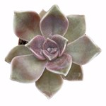 https://bo.cactijardins.com/FileUploads/produtos/as-nossas-plantas/graptopetalum/cactijardins_graptopetalum_purple_delight_ref3762_thumb.jpg