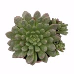 https://bo.cactijardins.com/FileUploads/produtos/as-nossas-plantas/graptoveria/cactijardins_echeveria_bashfull_ref3369_thumb.jpg