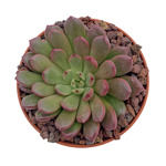 https://bo.cactijardins.com/FileUploads/produtos/as-nossas-plantas/graptoveria/cactijardins_graptoveria_bas_thumb.jpg