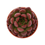 https://bo.cactijardins.com/FileUploads/produtos/as-nossas-plantas/graptoveria/cactijardins_graptoveria_bashful_ref909_thumb.jpg