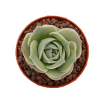 https://bo.cactijardins.com/FileUploads/produtos/as-nossas-plantas/graptoveria/cactijardins_graptoveria_lovely_rose_ref874_thumb.jpg