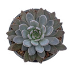 https://bo.cactijardins.com/FileUploads/produtos/as-nossas-plantas/graptoveria/cactijardins_graptoveria_lulu_ref1664_thumb.jpg