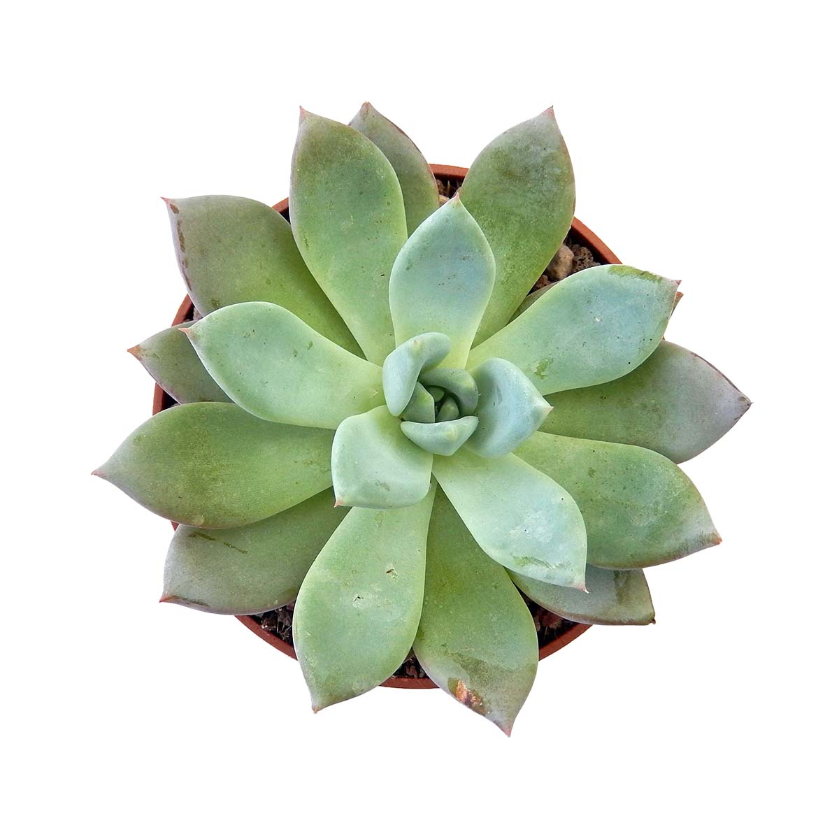 https://bo.cactijardins.com/FileUploads/produtos/as-nossas-plantas/graptoveria/cactijardins_graptoveria_nyla_blue_ref4263.jpg