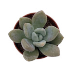 https://bo.cactijardins.com/FileUploads/produtos/as-nossas-plantas/graptoveria/cactijardins_graptoveria_opalina_ref1662_thumb.jpg