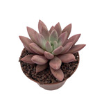https://bo.cactijardins.com/FileUploads/produtos/as-nossas-plantas/graptoveria/cactijardins_graptoveria_opalina_ref3217_thumb.jpg