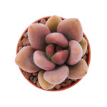 https://bo.cactijardins.com/FileUploads/produtos/as-nossas-plantas/graptoveria/cactijardins_graptoveria_ruby_donna_ref1805_kk3q0uzq_thumb.jpg
