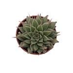 https://bo.cactijardins.com/FileUploads/produtos/as-nossas-plantas/graptoveria/cactijardins_graptoveria_silver_star_ref2100_thumb.jpg