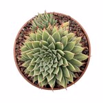 https://bo.cactijardins.com/FileUploads/produtos/as-nossas-plantas/graptoveria/cactijardins_graptoveria_silver_star_ref2102_thumb.jpg