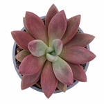 https://bo.cactijardins.com/FileUploads/produtos/as-nossas-plantas/graptoveria/cactijardins_graptoveria_thumb.jpg