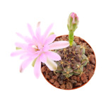 https://bo.cactijardins.com/FileUploads/produtos/as-nossas-plantas/gymnocalycium/cactijardins_gymnocalycium_damsii_sp_ref963_1_thumb.jpg