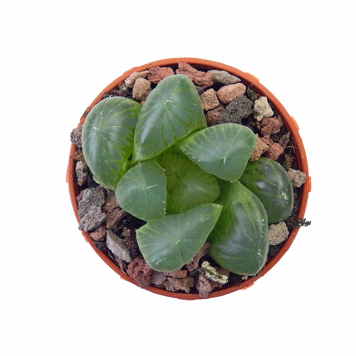 https://bo.cactijardins.com/FileUploads/produtos/as-nossas-plantas/haworthia/cactijardins_haworthia_cooperi_var_truncata_ref4272.jpg