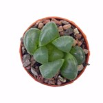 Haworthia cooperi var. truncata
