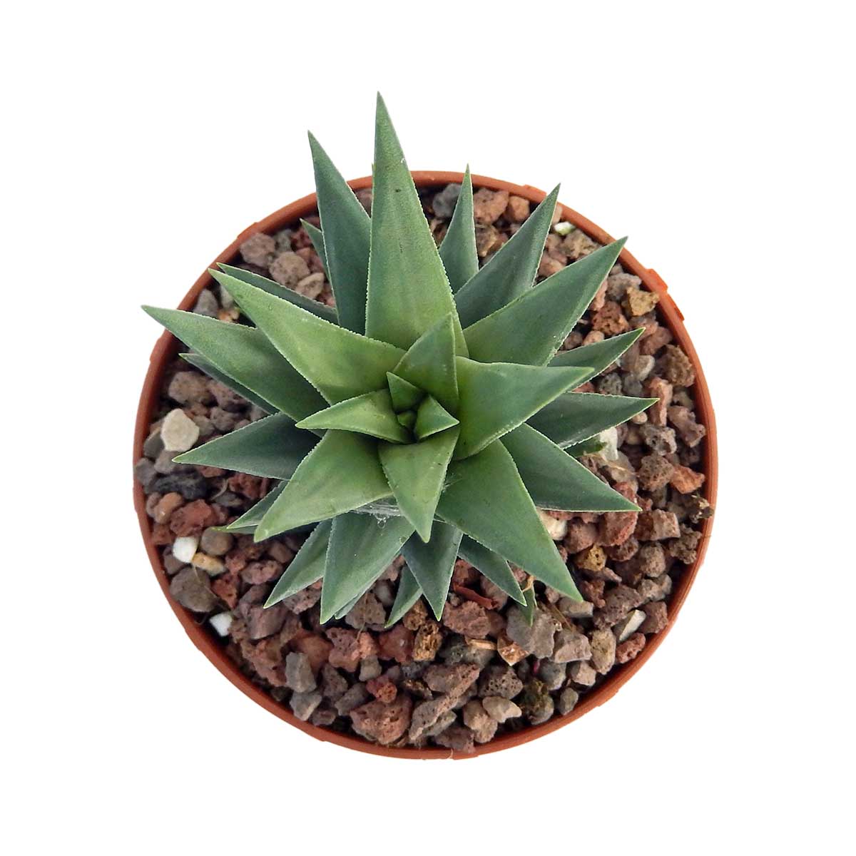 https://bo.cactijardins.com/FileUploads/produtos/as-nossas-plantas/haworthia/cactijardins_haworthia_glauca_ref4277_2.jpg