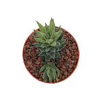 https://bo.cactijardins.com/FileUploads/produtos/as-nossas-plantas/haworthia/cactijardins_haworthia_glauca_var_herrei_ref962_thumb.jpg